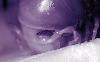 Compound eye close-up (infrared)