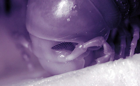 Compound eye close-up (infrared)