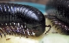 My new pet.