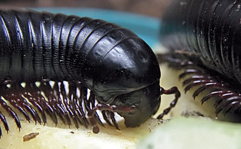 My new pet.