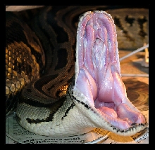 Dental Examination