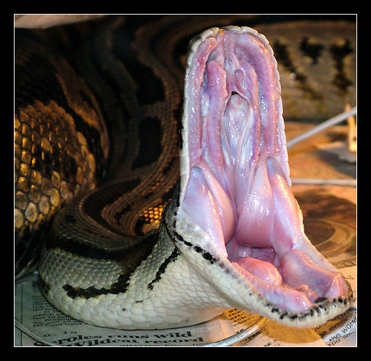 Dental Examination