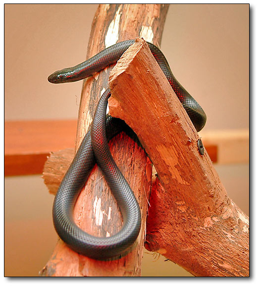 Lampropeltis getula nigrita