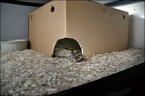 Burmese python