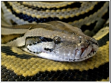Sleeping Python