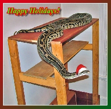 Happy Holidays!