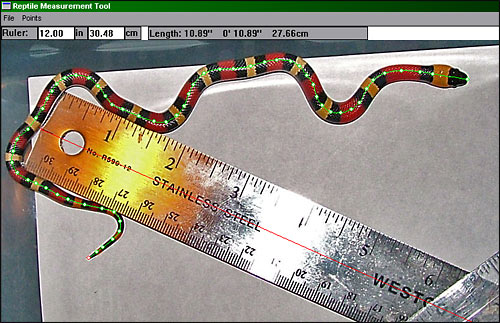 Measuring Day (1st)