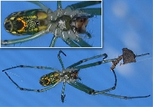 Unknown spider (2)