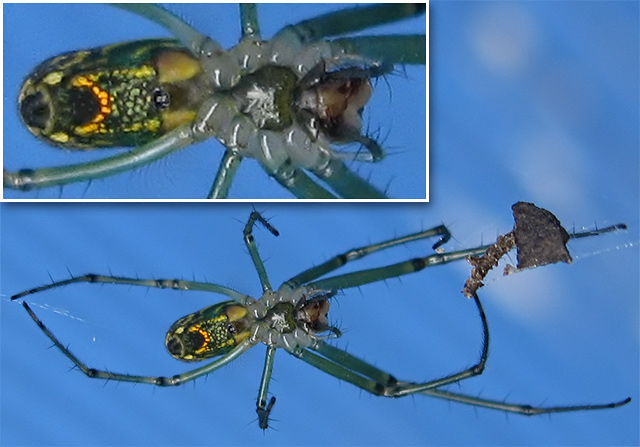 Unknown spider (2)