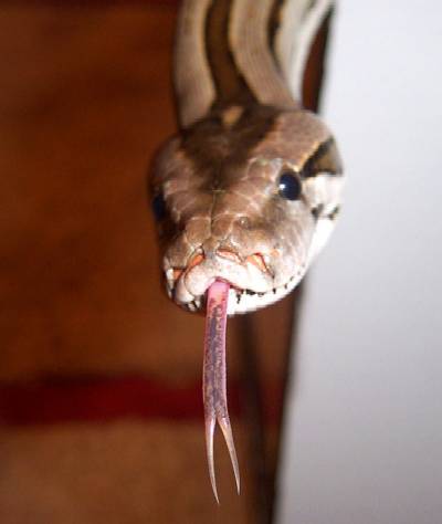 Speckled Tongue
