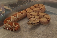 Hypo Harlequin Boa #13 - keeper