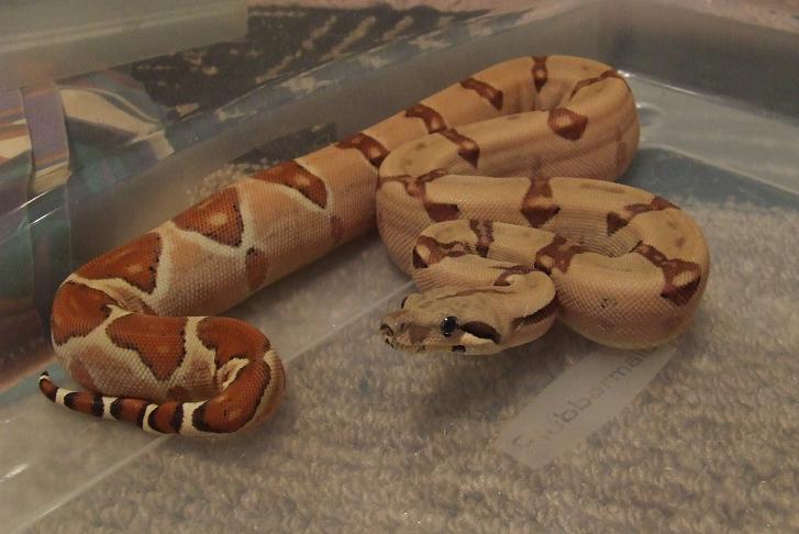 Hypo Harlequin Boa #13 - keeper