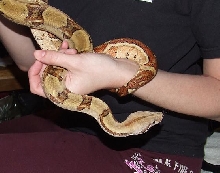 Cinnamon's face