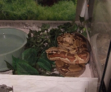 Cinnamon