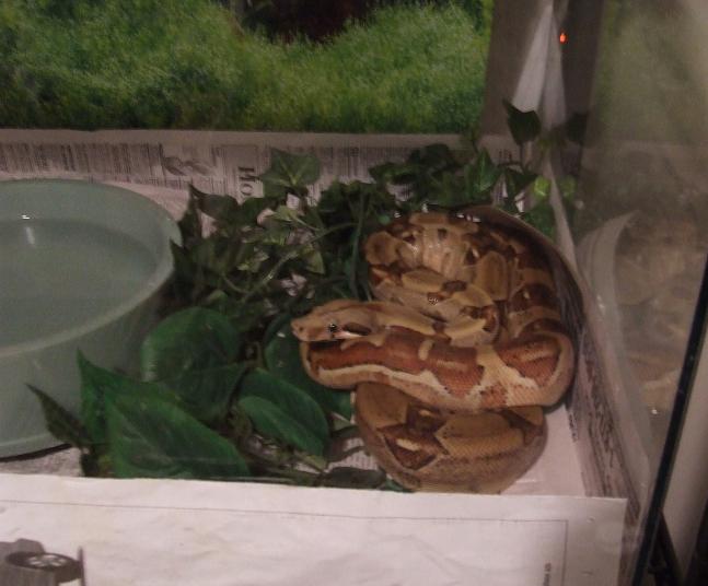 Cinnamon