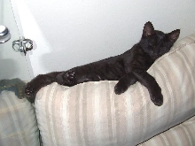 Gaia on couch