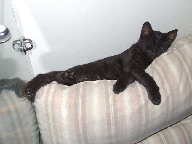 Gaia on couch
