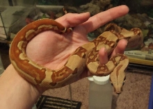 Hyop Harlequin Boa #11 - keeper