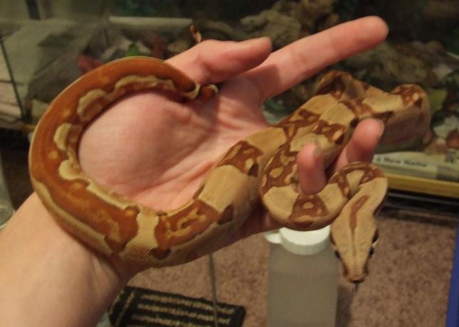 Hyop Harlequin Boa #11 - keeper