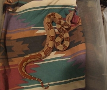 Hypo Harlequin Boa #11 - keeper