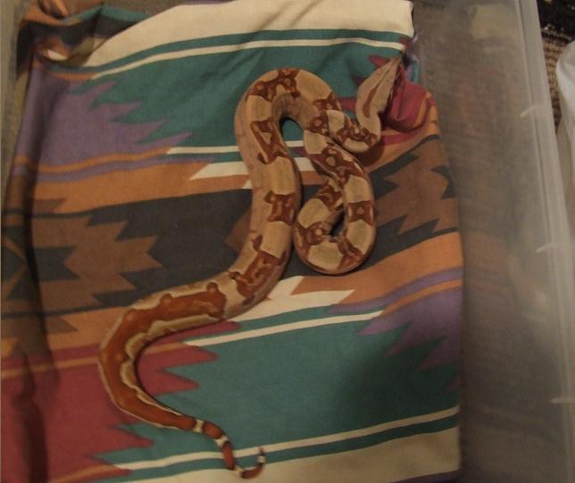 Hypo Harlequin Boa #11 - keeper