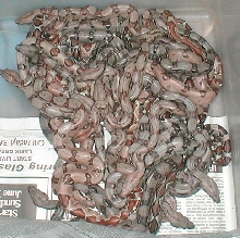 Zahara's Litter