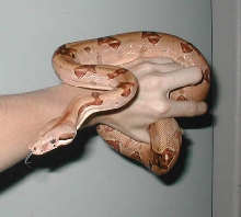 cinnamon