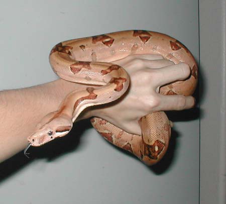cinnamon