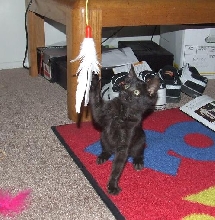 new kitten