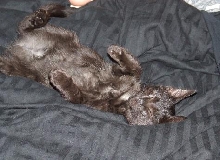 kitten 3
