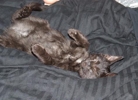 kitten 3