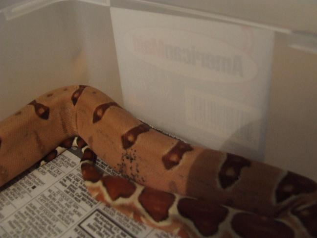 Hypo Harlequin Boa #13 - keeper