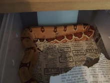 Hypo Harlequin Boa #13 - keeper