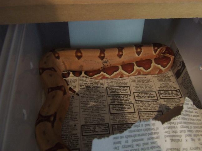 Hypo Harlequin Boa #13 - keeper