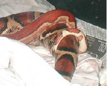 breeding tails