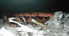 Zahara gravid in 06