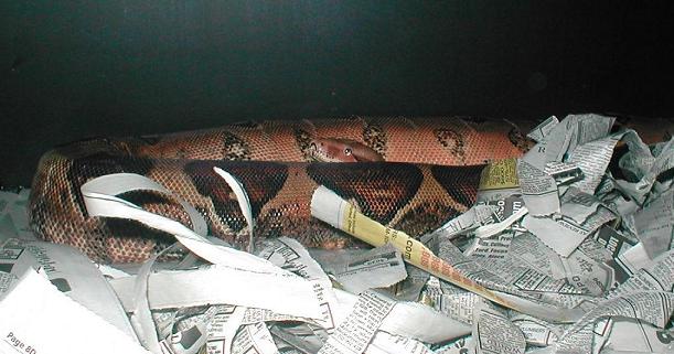 Zahara gravid in 06