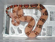 zahara