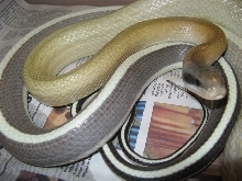 gravid cave rat