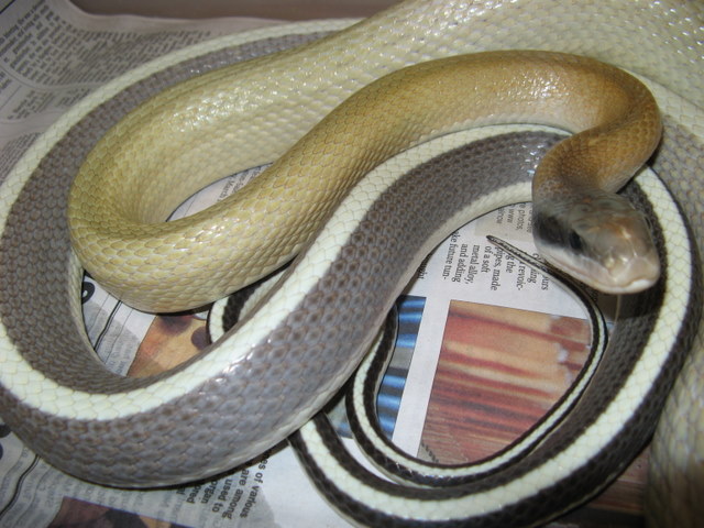 gravid cave rat