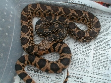 la pine female