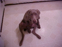 Lexy