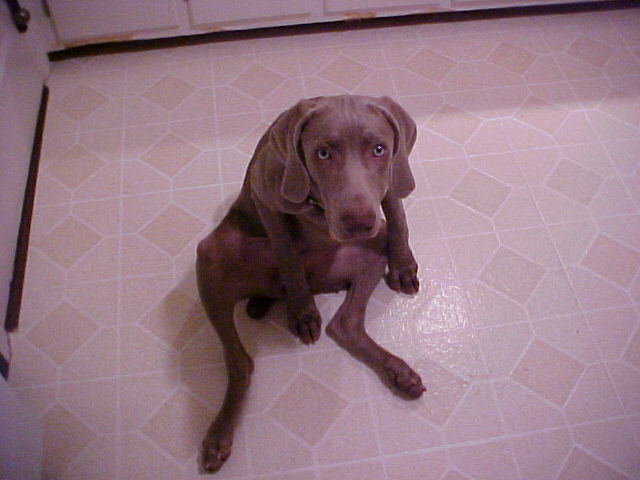 Lexy