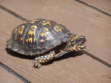wood or box turtle???