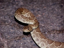 Mohave Green