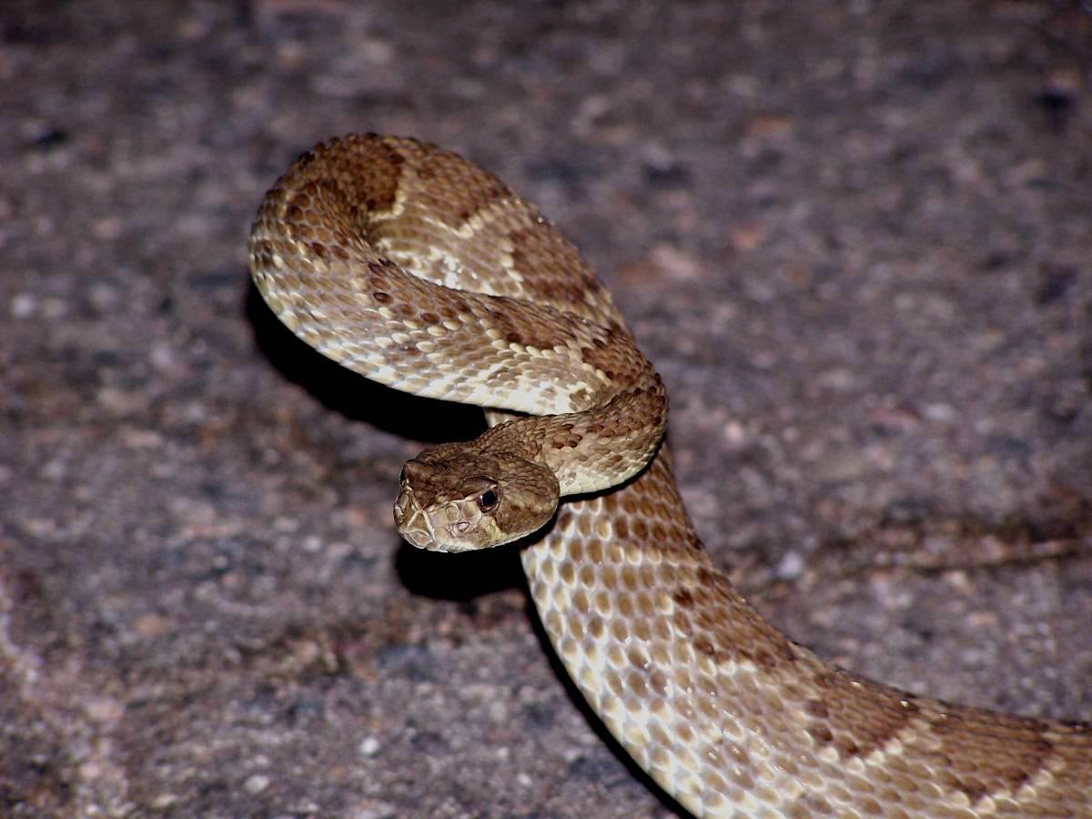 Mohave Green
