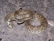mohave 2