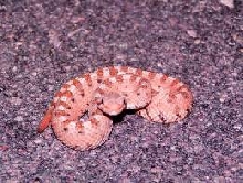 sidewinder