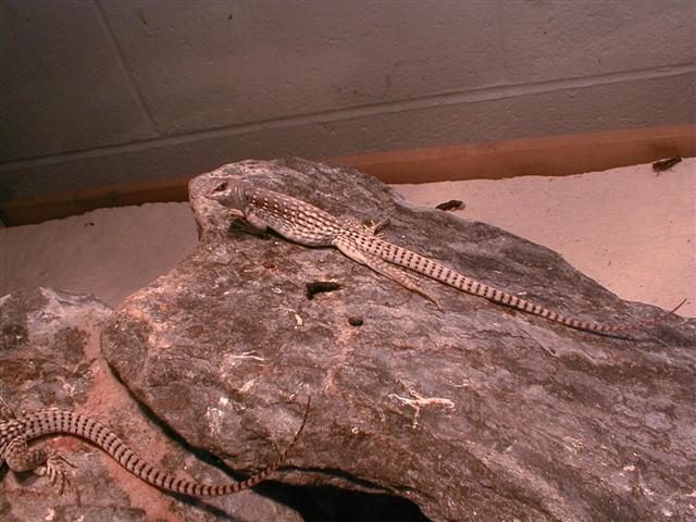 desert iguana 10/6
