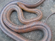bandera bairds